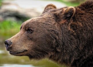 Ile koni mechanicznych ma ursus C360? Ile koni mechanicznych ma ursus C360?