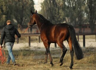 Jak zdjąć cięgna skrzyni biegów?