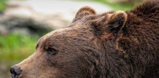 Ile jedzie Ursus C-330?