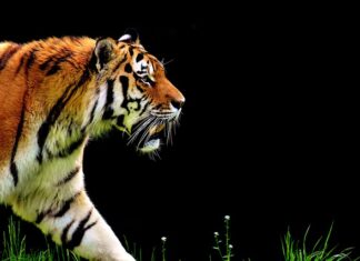 Na jakim biegu odpala się automat?