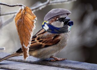 Jak ogrzać auto zima?