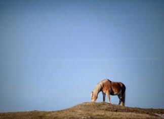 Co to znaczy sprzęgła? Co to znaczy sprzęgła?