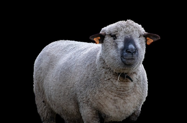 Czy warto hodować zwierzęta? Czy warto hodować zwierzęta?