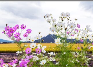 Jaki kombajn na 500 ha?