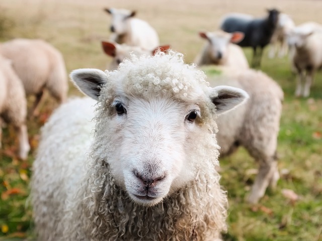Jaka rasa owiec najlepsza na mięso?