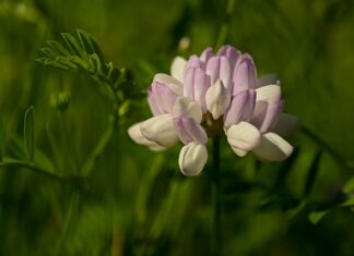 Co to Vario w Hederze?