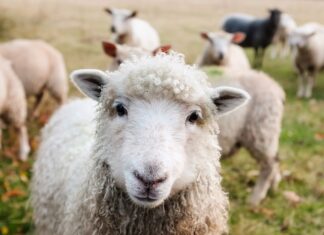 Po co hoduje się owce?