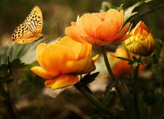 Czy motyl holowniczy musi być zarejestrowany?