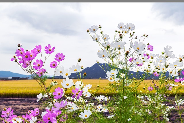 Jak działa kombajn zbożowy Bizon? Jak działa kombajn zbożowy Bizon?