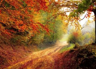 Co to jest mgła olejowa?