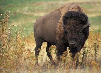 Czym się różni bizon od kombajnu?