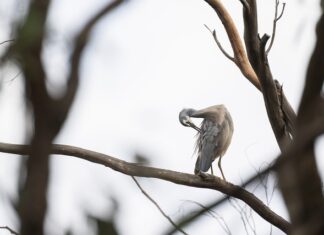 Co to jest gładzenie?