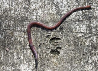 Jak ustawić klepisko w kombajnie?