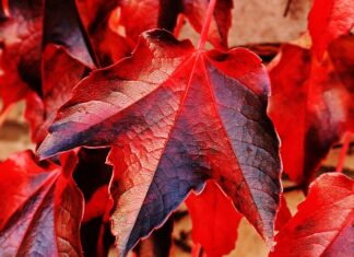 Co to jest heder do kombajnu?