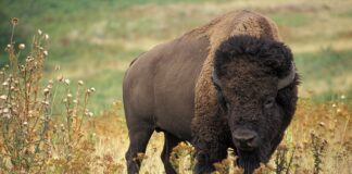 Ile wchodzi płynu chłodzącego do bizona?