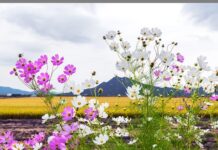 Ile hektarów zrobi kombajn w godzinę? Ile hektarów zrobi kombajn w godzinę?